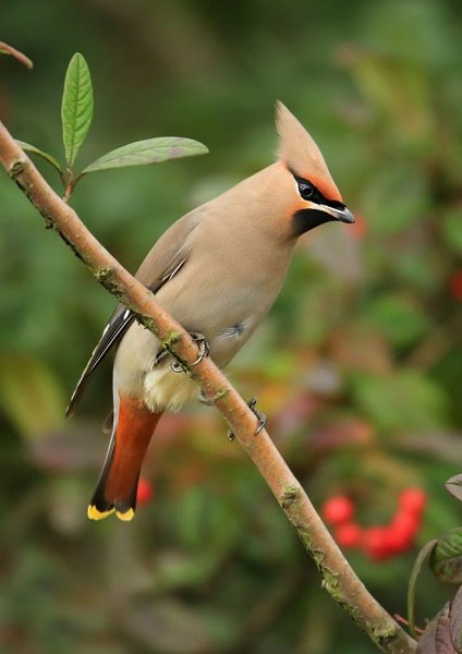 Waxwing Lyrical